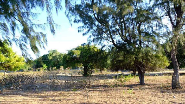 Sumba land for sale