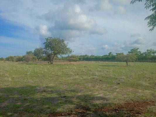 Sumba land for sale