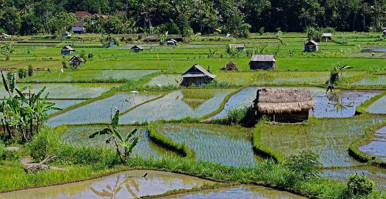 Lush rice fields dotted with small farmers’ huts.