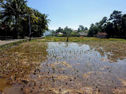 Ubud land for sale