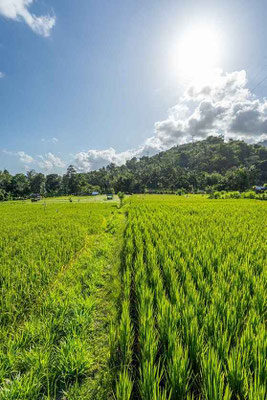 Manggis property for sale