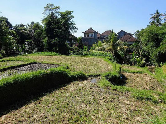 Ubud land for sale