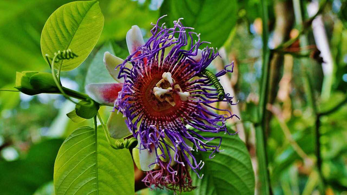 Blooming pink passionflower