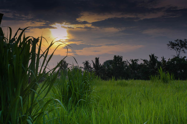 Golden sunset casting warm light over Tabanan’s rice fields.