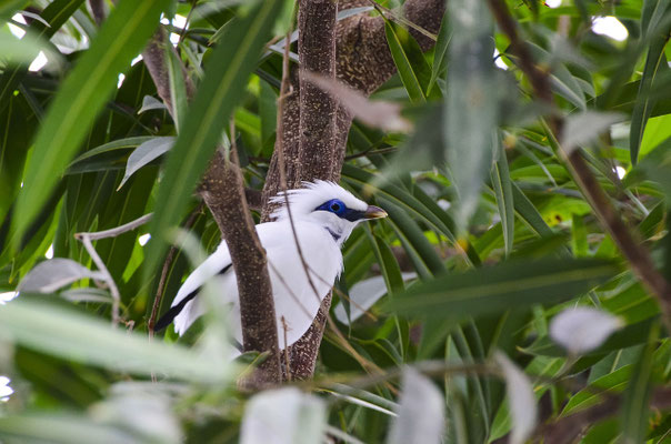 A striking white Bali sparrow peeks out from dense tropical foliage.