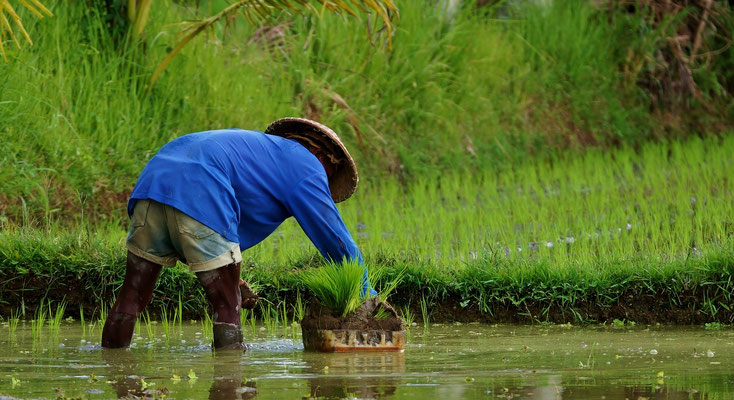 Farmer carefully planting new rice shoots in the paddy.
