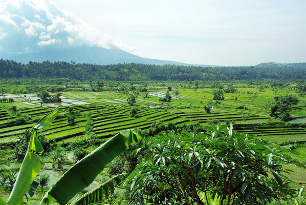Lush rice fields with Mount Agung towering in the distance.