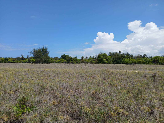 Laipori land for sale