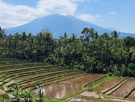 Terraced paddies in Tabanan with Mount Batukaru towering in the background.