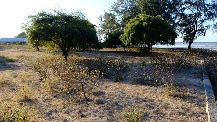 Sumba land for sale