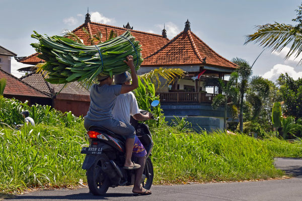 Scooter riders balancing a towering bundle of leaves on a rural road.