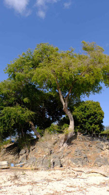 Sumba property for sale
