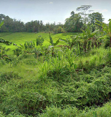 Tabanan land for sale