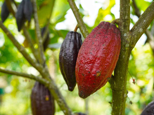 Ripe cacao fruit hanging from a tree, waiting to be harvested.