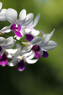 Elegant white and pink orchids