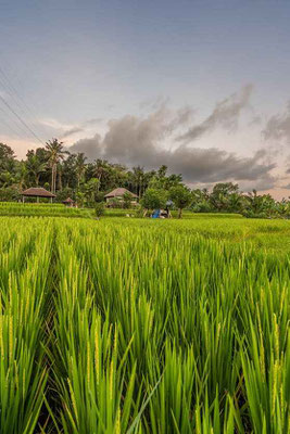 Woning te koop in Oost Bali