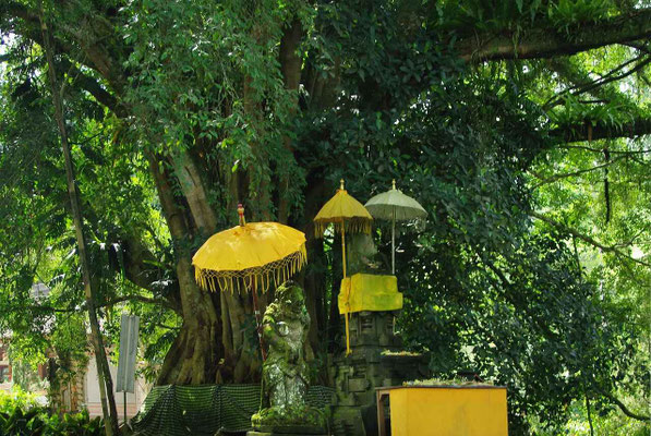A sacred banyan tree watched over by statues shaded with ceremonial umbrellas.
