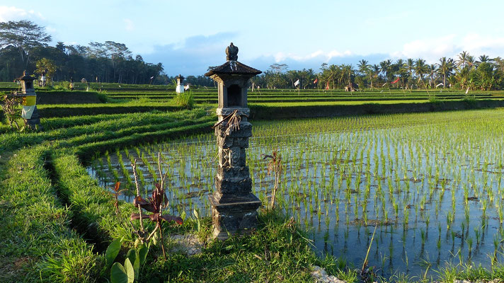 Small temple set amidst Tabanan’s rice fields
