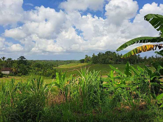 Tabanan land for sale