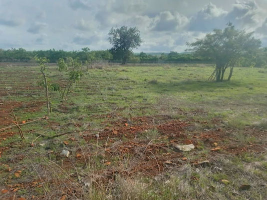Sumba land for sale
