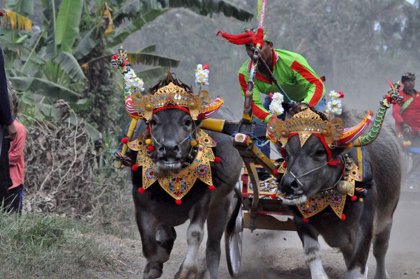 Traditional Makepung bull races in Jembrana