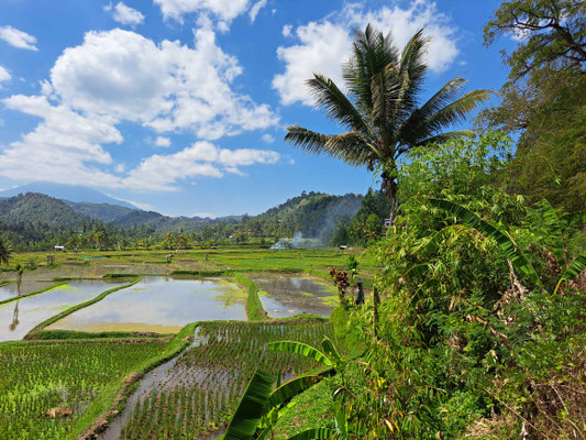 Expansive rice fields near Rangdu in North Bali, with mountains rising beyond.