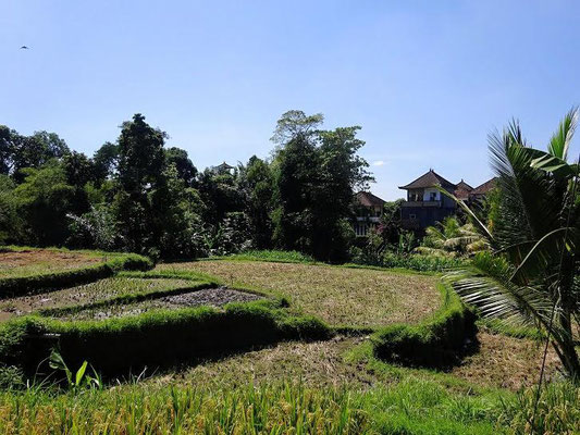 Ubud land for sale