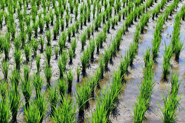 A close-up of young rice plants sprouting in a flooded paddy field.