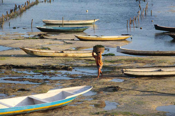 A villager carrying freshly collected seaweed during low tide.