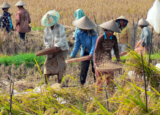 Balinese farmers harvesting golden rice in the fields.