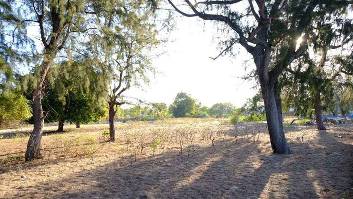 Sumba land for sale