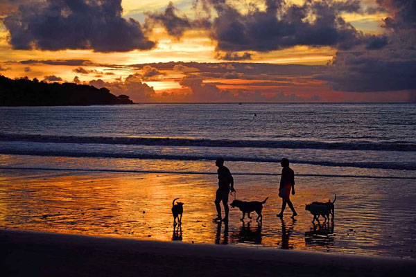 Evening walk with dogs on Jimbaran beach at sunset