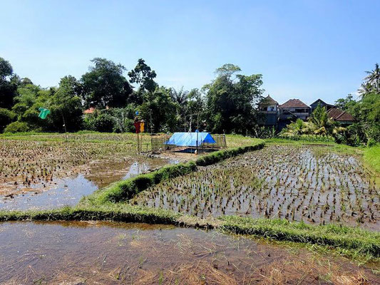 Ubud land for sale