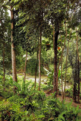 Bali villa for sale