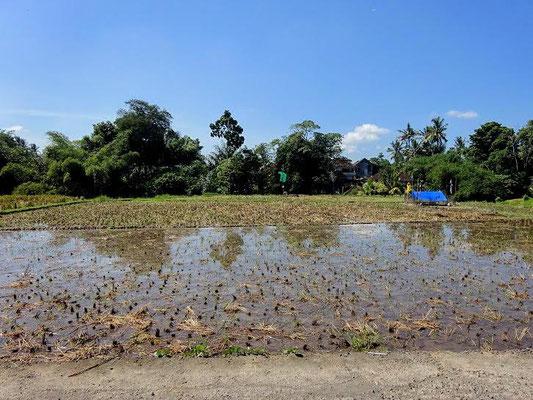 Ubud land for sale