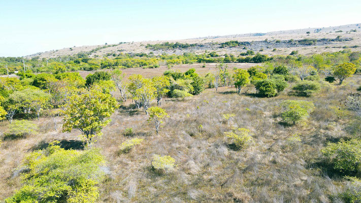 Sumba land for sale