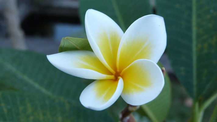 A perfect frangipani bloom — Bali’s fragrant, iconic flower.
