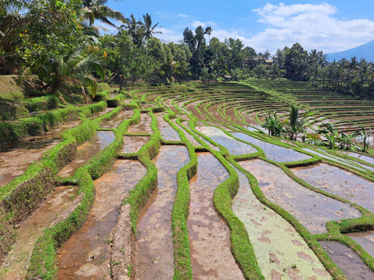 Muddy terraces in central Tabanan, freshly prepared for new rice planting.