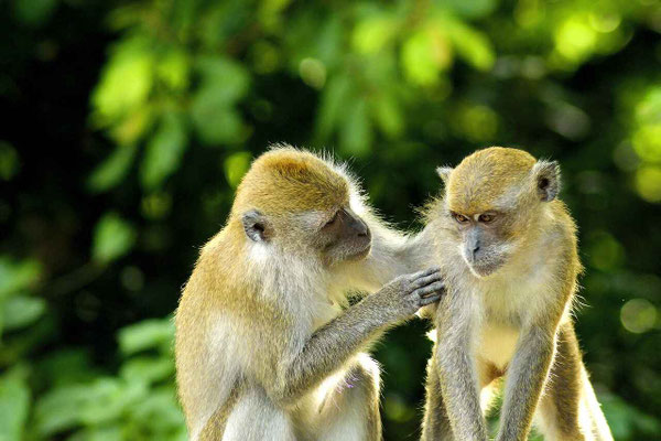 Two Balinese monkeys captured in a playful moment.