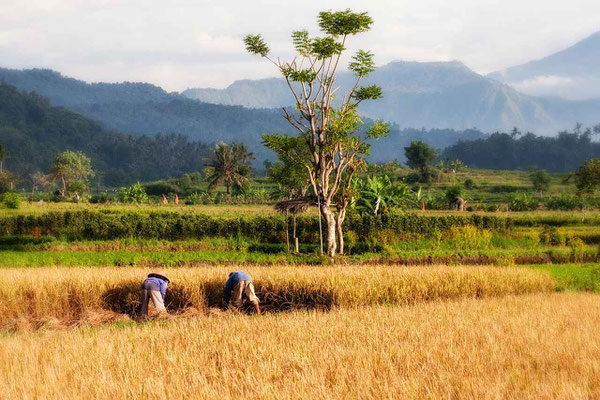 Farmers harvesting rice with Bali’s majestic mountains in the background.