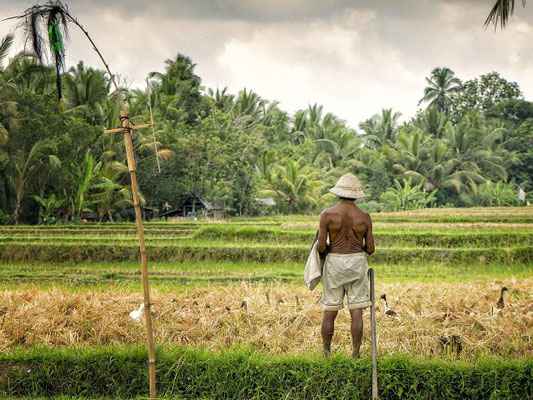 Farmer watching over ducks in the rice fields, forest backdrop