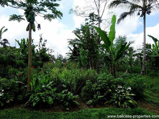 Tabanan property for sale