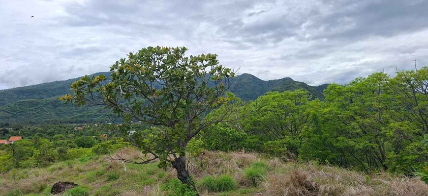 Amed land for sale
