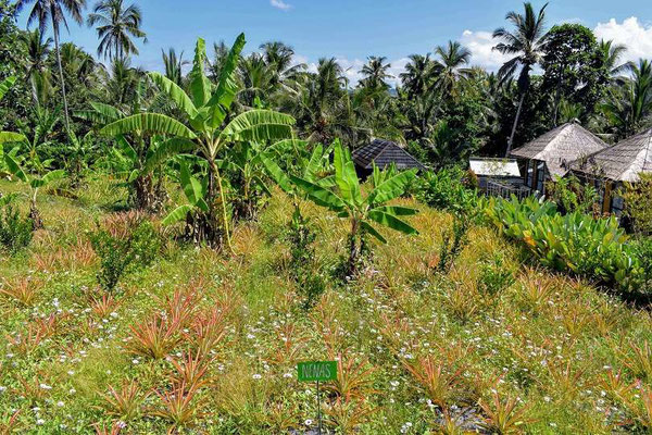 Tabanan real estate for sale