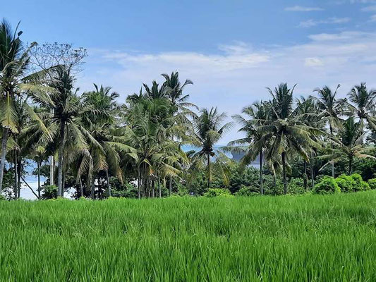 Tabanan land for sale