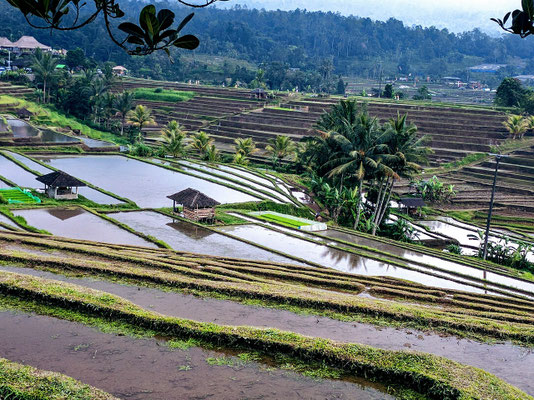 Green rice terraces unfolding across Bali’s central highlands.