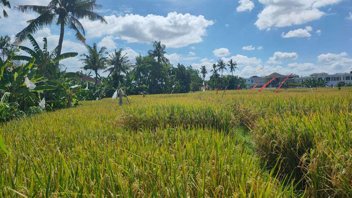 Canggu villa for sale