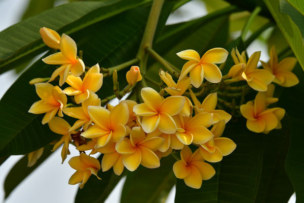 Bright yellow blossoms glowing in the tropical sun.