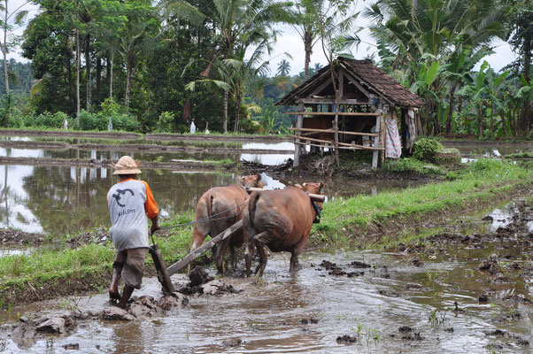 Traditional farmer ploughing muddy fields to prepare for planting.