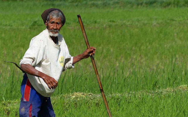 An elderly farmer walking patiently in the rice fields, embodying Bali’s timeless traditions.